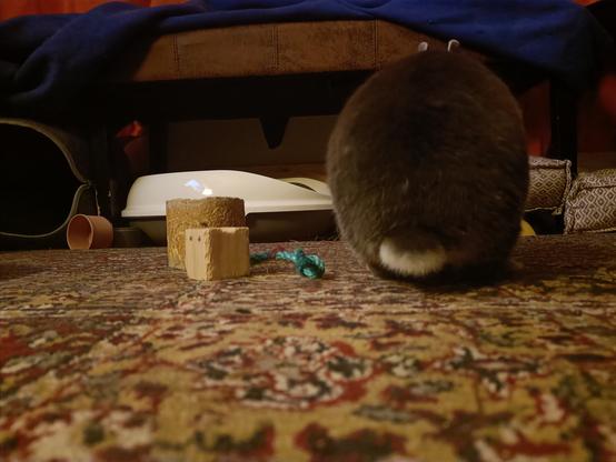 Lua with her back towards the  camera, her little peeling. Her toys are beside her