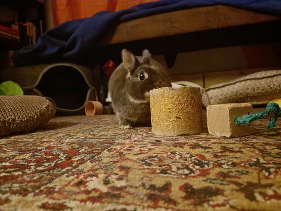 Lua chewing her cardboard and pressed hay tube, the tube stands upright