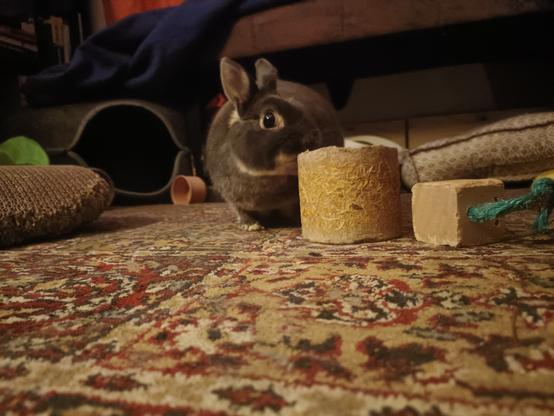 Lua chewing her cardboard and pressed hay tube. Slightly sideway view as she searchs for a more chewable spot