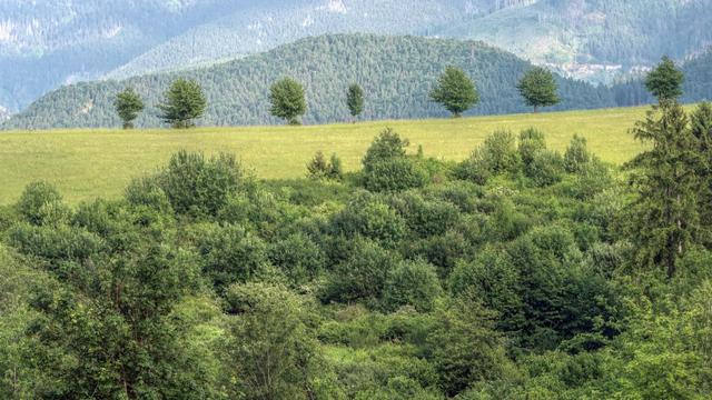 Photo of a small flat hill. The lower part overgrown by trees the top part is grassy with a row of cherry trees. Much further in the distance behind the hill is a larger forest-covered mountain.