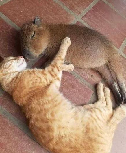 Imagen de un capibara