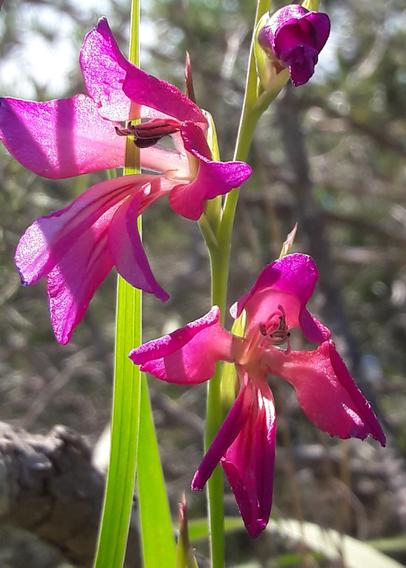 Glaïeul des Moissons, Glaïeul d'Italie - Italian Gladiolus
Gladiolus italicus
