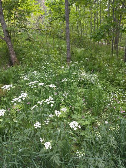 A lot of white flowers with few pink ones in Bright green forest