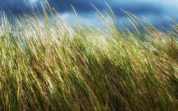 Tall grasses along a beach blow in the strong wind with only a little of the dark moody sky seen at the very top of the image.
