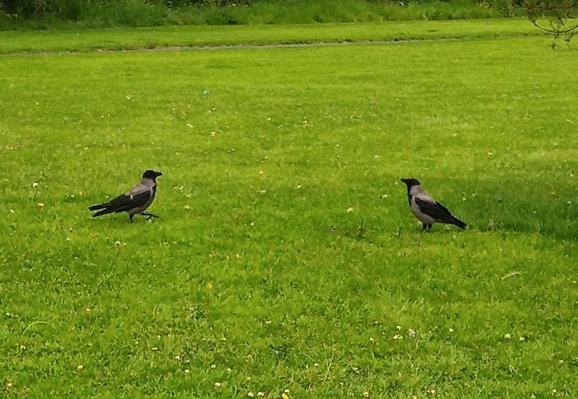 2 crows wait for crackers from heaven or lobbed over by me.