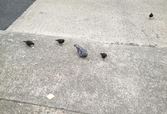4 starlings and a pigeon for crackers.