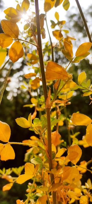 Feuillage doré et tiges fines illuminés par un soleil rasant en arrière-plan. Les rayons traversent les feuilles translucides, créant une atmosphère chaleureuse et magique au cœur d’un sous-bois.