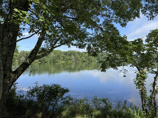 A view of the lake, shot from a shady bank through a variety of low-hanging branches and low shrubs at the water's edge.  The lake itself is mostly in sun, as is the far bank, which is completely tree-covered.  From here one can't see a mountain, but the reflections of the beautiful blue sky in the lake, punctuated by a few wispy clouds is lovely.