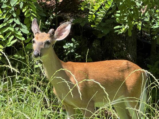 A quite young (male?) deer, who was grazing in the tall grass on the far side of the lake, in the sunshine.  I think he had a sister and his mom nearby as well.  He was unafraid, and wanted to come closer than I was comfortable with, so someone has probably been (stupidly) feeding him.

A light brown small deer is standing in the sun, pointing to the left, but looking towards the camera.  His head is up, as are his enormous ears.  He has 2 little nubs on his forehead, between his eyes and those ears, so I'm assuming those are the beginnings of antlers.  He is up to his belly in long grass, and has some hanging out of his mouth.  He's adorable.

Male deer don't fare well around this are.
