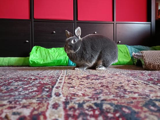 A picture of Lua taken from the floor, she is looking at the camera sideways with her ears up