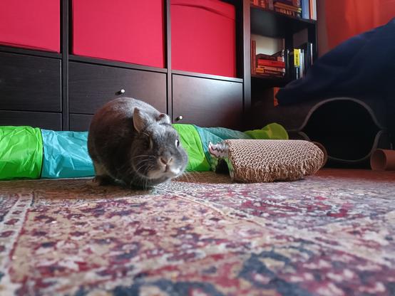 A picture of Lua taken from the floor, she is facing the camera as if she was preparing to run towards it