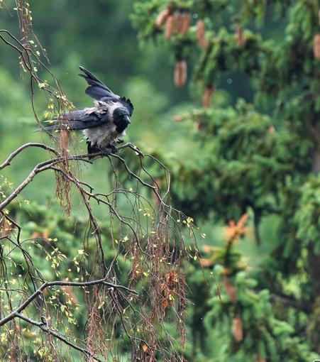 A hooded crow is perched on a thin branch and shaking raindrops from their feathers
