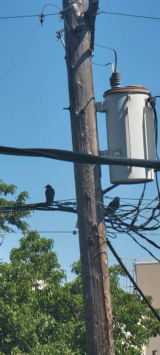 Two crows among scary electrical stuff on top of a wooden  pole