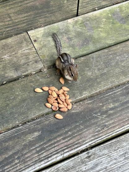 An eastern chipmunk munching on some almonds that my father spilled while snacking on the deck. The boards are worn and showing signs of mold and/or moss growth. The chip's mouth bulges with a nut.