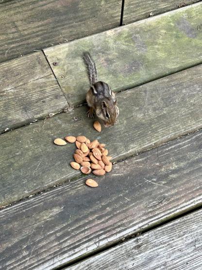 An eastern chipmunk munching on some almonds that my father spilled while snacking on the deck. The boards are worn and showing signs of mold and/or moss growth. The chip's mouth bulges with a nut.