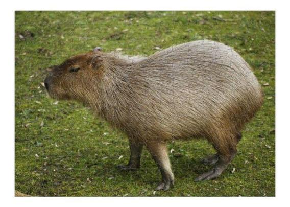 Imagen de un capibara