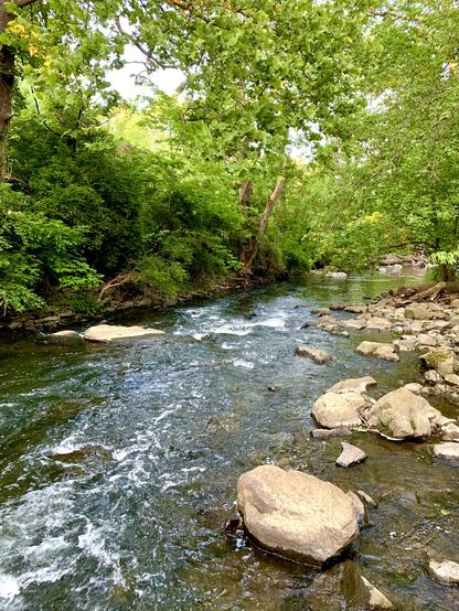 A creek runs rapidly under the canopy of woods on a cloudy day. The right bank area has many rocks, and the stream flows on rocky beds.