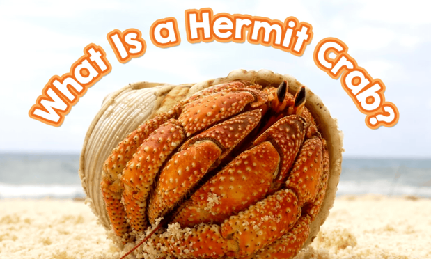 A hermit crab with orange and red coloring sits inside a white spiral shell on a sandy surface.