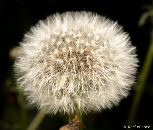 A dandelion.