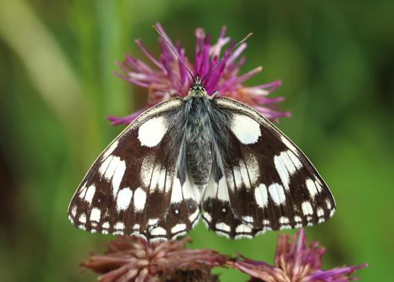 Échiquier Commun
Melanargia galathea