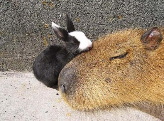 Imagen de un capibara