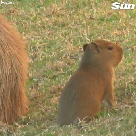 Imagen de un capibara