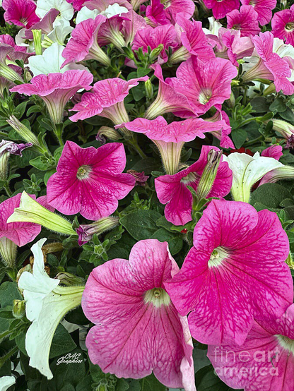 Bright Pink Petunias