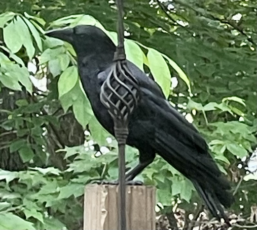Black crow posing in profile.