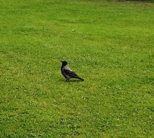 a crow turns up for crackers.