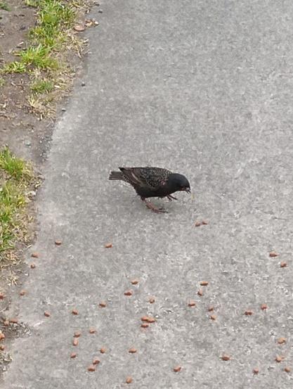 a loyal starling turns up alone for food.
