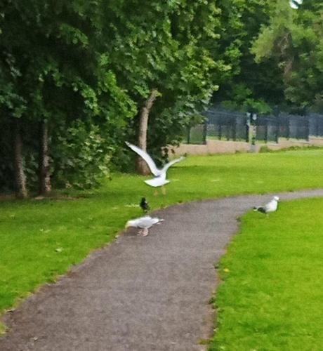 sea gulls arrive to pinch food left for crow.