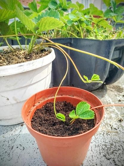 En haut, feuilles vertes de fraisiers.
Au milieu, à gauche pot blanc arrondi, à droite bac noir arrondi.
En bas pot brun arrondi dans lequel est placé un stolon, petit fraisier en devenir.