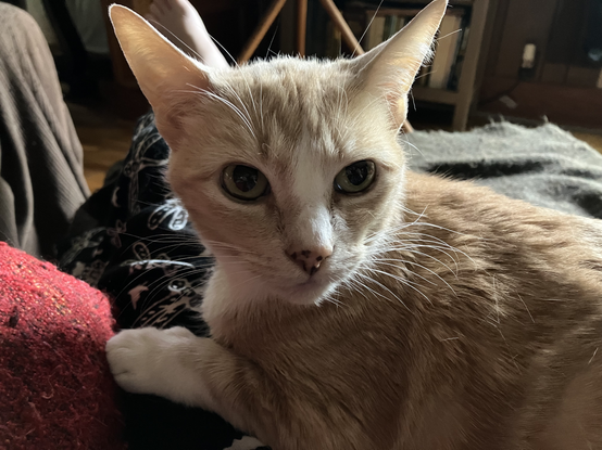 Library Cat Ranga, a marmalade tabby, just woke up to find me taking her picture.