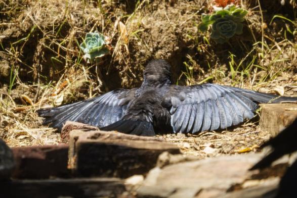 The image shows a black bird lying on the ground with its wings spread wide. The bird is positioned on a patch of dry grass and soil, with some succulent plants visible in the background. The bird's feathers are glossy and appear to be wet or oiled, reflecting light. The wings are fully extended, showcasing the intricate feather patterns. The bird's head is turned away from the camera, and its body is partially obscured by the wings. In the foreground, there are some bricks and stones, adding texture to the scene. The lighting suggests it is a sunny day, casting shadows on the ground.