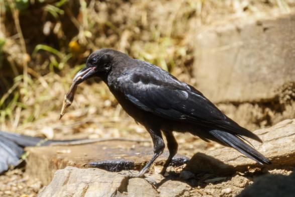 The image features a black bird, likely a crow, standing on a rocky surface. The bird is holding a small, brown object in its beak, which appears to be a piece of food. Its feathers are glossy and predominantly black, with subtle iridescent sheens visible on the wings. The bird's beak is strong and pointed, suitable for grasping and tearing its food. The background is blurred, but it suggests a natural setting with dry grass and earthy tones. The lighting is bright, indicating a sunny day. The bird's posture is alert and focused, with its head slightly tilted as it looks down at the object in its beak.