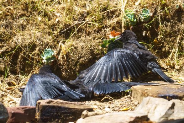 The image depicts two black birds, likely crows or ravens, resting on the ground. The birds are positioned on a patch of dry grass and soil, with some green succulent plants visible in the background. The bird on the right has its wings spread wide, displaying the intricate feather patterns, while the bird on the left is lying on its side with its wings partially open. The birds' glossy black feathers reflect the sunlight, adding a sheen to their plumage. The ground is uneven, with some bricks and rocks scattered around, suggesting a natural, possibly rural setting. The lighting is bright, indicating a sunny day.