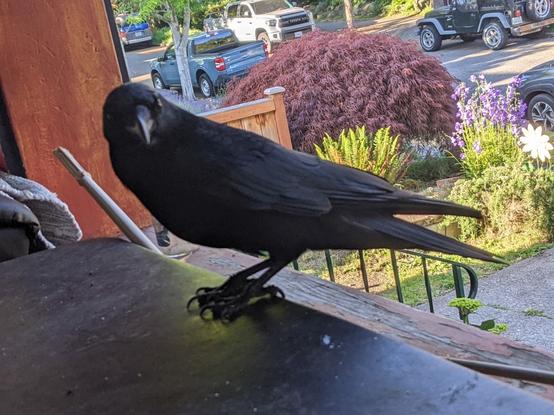 Crow on table glaring