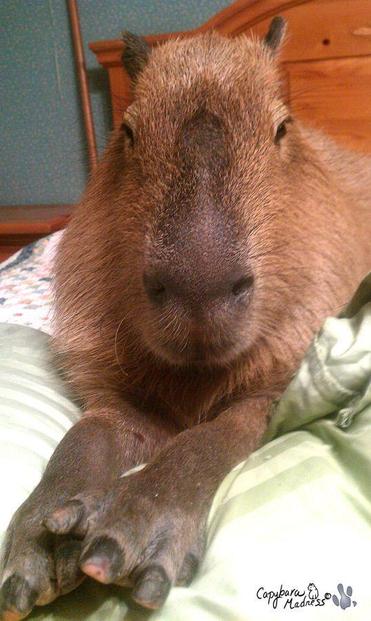 Imagen de un capibara