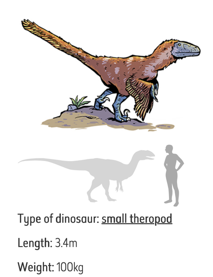 A drawing of a Deinonychus dinosaur with brown feathers and looking bird like. A comparison is shown with the longer heavier animal able to look the human in the eye.