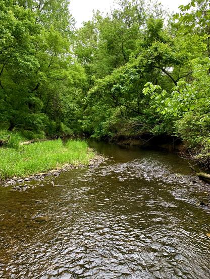 A view of a small creek winding through the woods with vivid green foliage on a humid cloudy day.