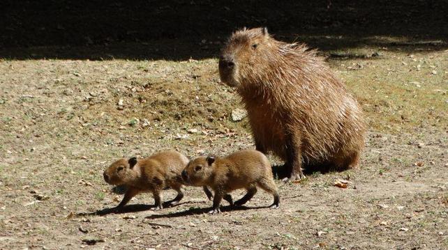 Imagen de un capibara