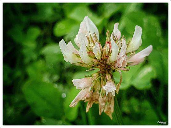 Bildbeschreibung:
Eine weiß-rosa farbige Blüte des Weißklees.