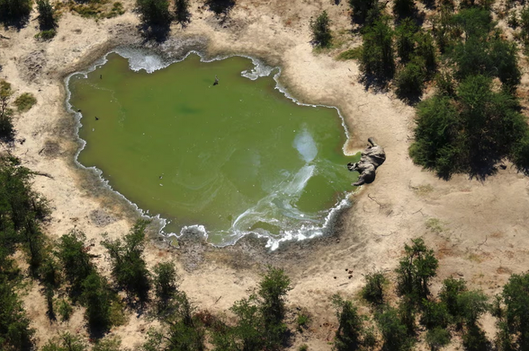 Photo of a waterhole in Botswana with a dead elephant. Caption, One of many elephants that died in Botswana’s Okavango delta in 2020. The cause was found to be toxic algal blooms poisoning water holes. Photograph: National Park Rescue/AFP/Gett

Also mentioned

As the Earth warms, harmful algal blooms are on the rise – even creeping into polar waters. They are driven by a mixture of pollution from agriculture, runoff from human waste and, increasingly, global heating – sometimes with dramatic consequences for wildlife and humans. As they spread, they are changing the colour of the world’s lakes, rivers and oceans.

nI freshwater systems, blooms became 44% more frequent globally in the 2010s, according to a 2022 global assessment of 248,000 lakes. The rise was largely driven by places in Asia and Africa that remain reliant on agricultural fertiliser. While progress has been made in North America, Europe and Oceania to stabilise blooms, the climate crisis has driven their resurgence in some freshwater systems.
