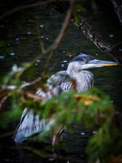 A blue heron sits in the water in a shallow stream searching for its next meal while also keeping an eye on the photographer. Trees and bushes are seen as well as a out of focus branch partially blocking the bird.