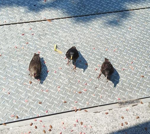 3 starlings arrrive for food.