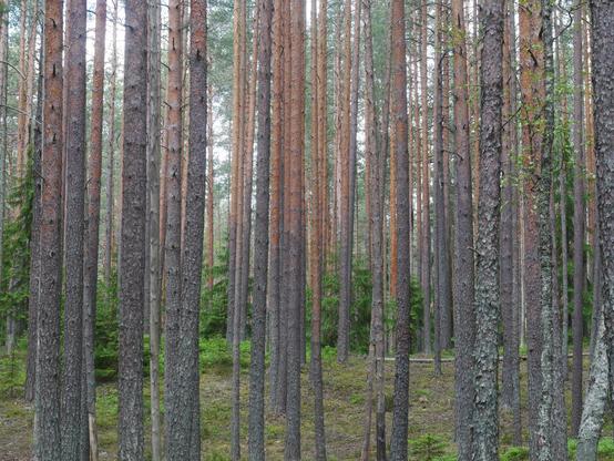 Coniferous forest - a wall of pine trees with brown trunks against a background of greening fir trees.