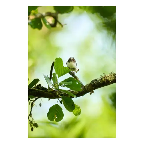 Mésange nonnette sur une branche qui regarde en direction du photographe.