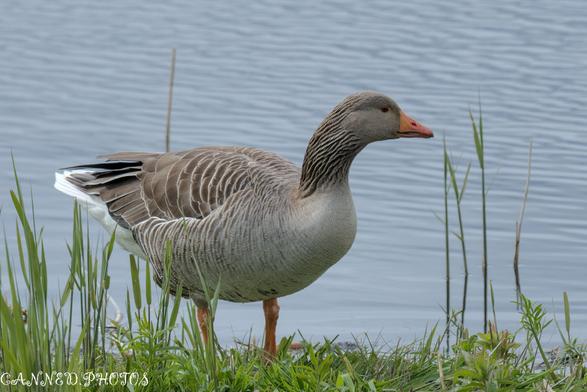 A goose standing in green grass beside a calm body of water, with reflections in the water's surface.