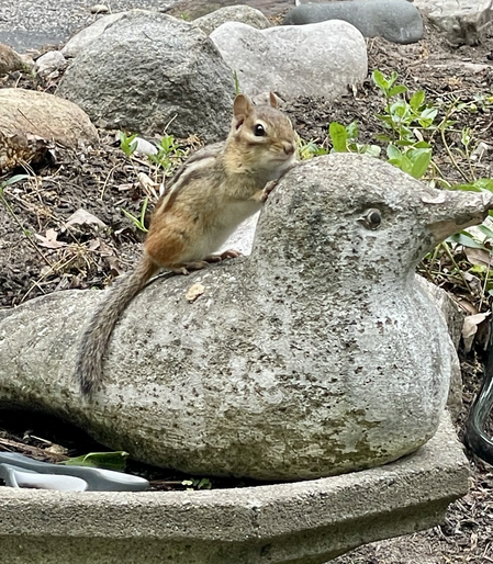 A chipmunk on a cement seagull.