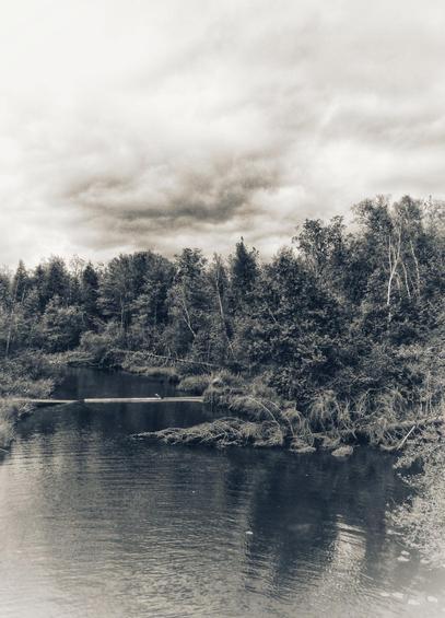 A large stream makes its way through a forest of thick trees. Large pines are seen on either side and a cloud filled sky can be seen in this black and white image.
